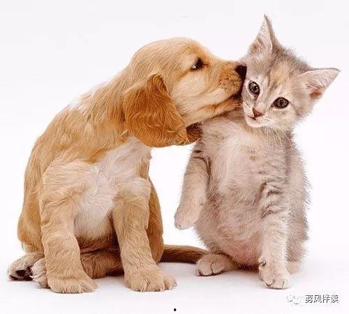 娱乐吃瓜酱狗帮猫,吃瓜酱狗帮猫的趣味故事